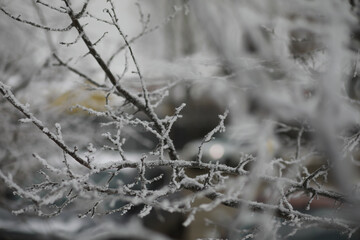 White snow on a bare tree branches on a frosty winter day, close up. Natural background. Selective botanical background.