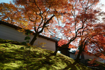 曼殊院　紅葉の勅使門　京都市左京区