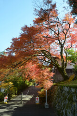 Naklejka premium 曼殊院 参道の紅葉 京都市左京区