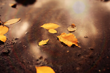 Beautiful Nature Autumn landscape. Scenery view on autumn city park with golden yellow foliage in Sunny day. Walking path in the city Park strewn with autumn fallen leaves.