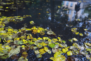 Lively closeup of falling autumn leaves with vibrant backlight from the setting sun