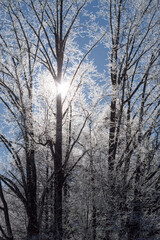 霧氷する木からこぼれる太陽の光