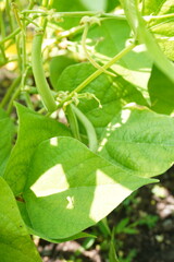 Green been ready to be harvested