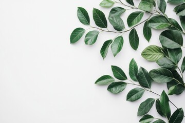 Naklejka premium Green leaves of tree branches leaf background green.