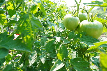 Closeup of green tomatoes in summer