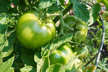 Closeup of green tomatoes in summer