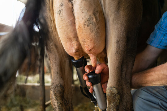 Farmer milking a cow in stable