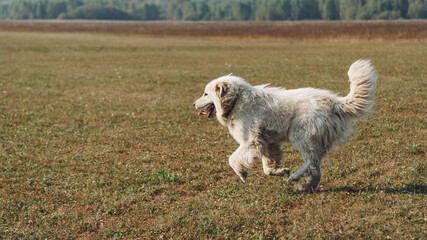 huge white Pyrenean Mountain Dog running in field outdoors in sunny day, dogwalking concept, copy space