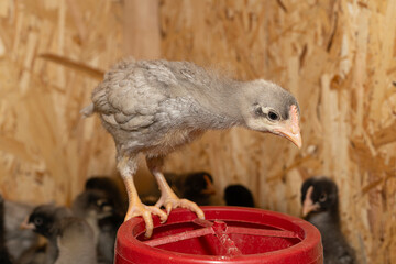 Little fluffy chickens in a brooder on farm