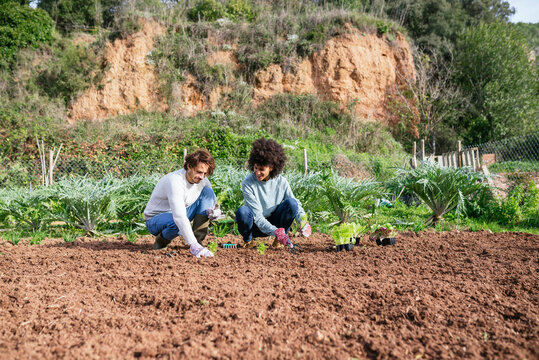 Couple planting lettuce seedlings in vegetable garden
