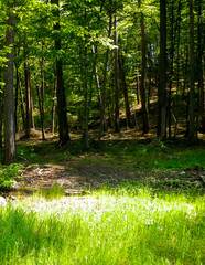 Beautiful forest in Kashubia. Poland.