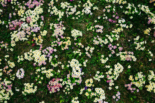 Flower meadow with many primroses in different colours