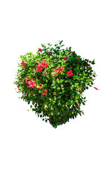 Red flower bush isolated © raviwan
