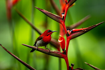Crimson Sunbird