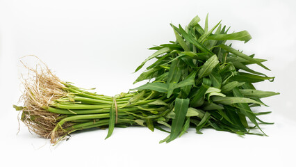 Ipomoea aquatica is one of the most popular leafy vegetables in Southeast Asia