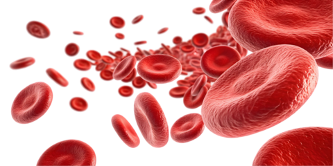 flowing red blood cells isolated on transparent background