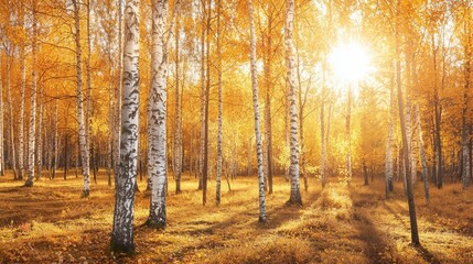 Fototapeta premium Serene autumn landscape with golden birch trees illuminated by sunlight in a tranquil forest