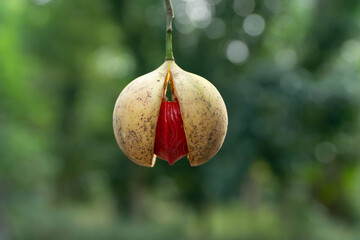 Fruits of Nutmeg hanging on a nutmeg tree in a tropical spice garden idukki, kerala, india. Jaadhika Fruit Plant Greens Of Kerala