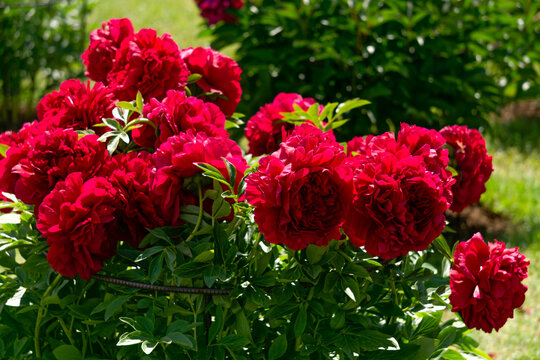 Magnificent buds of bright red peonies in a sunny meadow in the garden.