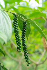 Green Peppercorn- Health Benefits, Potsand Pans India