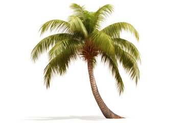 Obraz premium Palm tree plant white background tranquility.