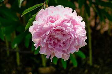 Magnificent buds of unusual soft pink peonies close-up.