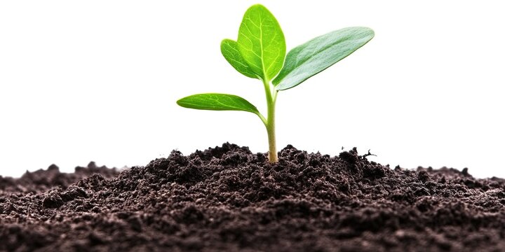 seedling sprouting from seed