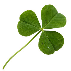 four leaf clover isolated on transparent background