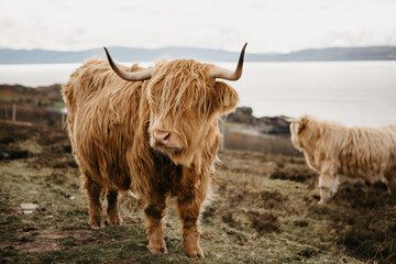 UK, Scotland, Highland, longhorn cattle on pasture