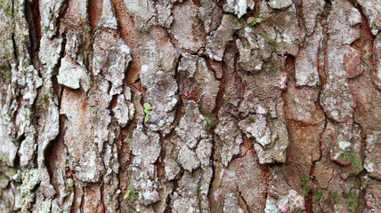 Close-up of tree bark texture background showcasing natural wood patterns and rough grainy surface, ideal for eco-friendly projects and nature-themed designs. Organic material