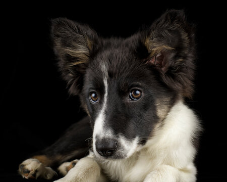 Portrait of Border Collie puppy in front of black background