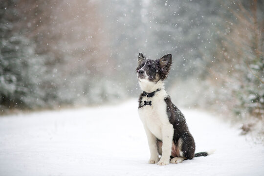 Border Collie puppy in snow