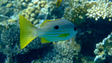 Blackspot snapper (Lutjanus ehrenbergii) undersea, Red Sea, Egypt, Sharm El Sheikh, Montazah Bay