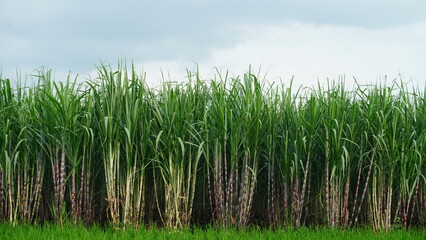 Sugarcane Plants in Field with Lush Greenery