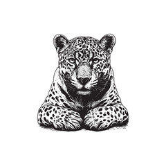 leopard on white background