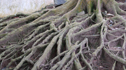 Trunk and big tree roots spreading out beautiful in the tropics. The concept of care and environmental protection.