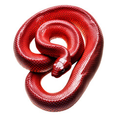 Fototapeta premium A coiled red snake with intricate textures and vibrant scales, isolated on white transparent background, reptiles or wildlife, symbolizing Chinese Lunar New year