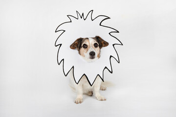 Portrait of mongrel with drawn lion's mane in front of white background