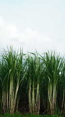 Green Sugarcane Field with Straight Stems
