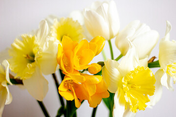 Obraz premium Daffodils in a vase, spring flowers