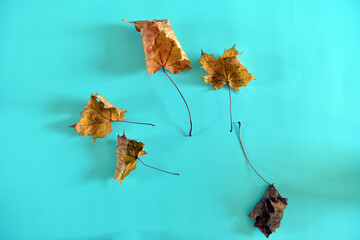 Five Faded Maple Leaves