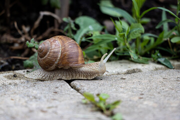 Snail walking on the sidewalk