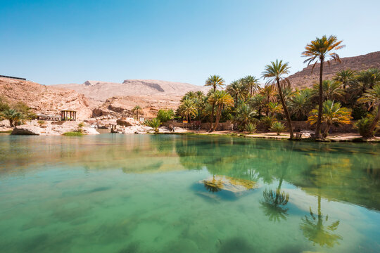 Arabia, Sultanate Of Oman, Palms in Wadi Bani Khalid