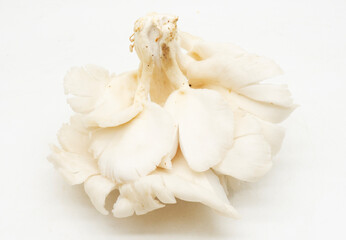 Close-up of mushrooms,Indonesia
