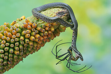 A yellow striped racer snake is preying on a spider. This non-venomous reptile has the scientific name Coelognathus flavolineatus.