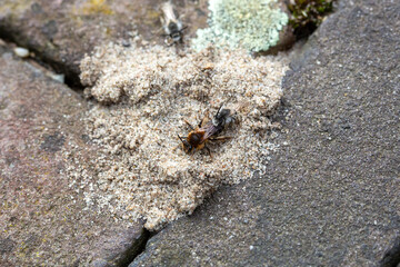 Mating pair of Bearded miner bees (Andrena barbilabris) on underground nest between street bricks