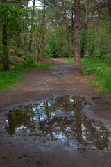 Forest path with rain pool reflecting trees in Loonse en Drunense Duinen National Park, North Brabant, Netherlands