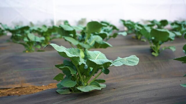 hydroponic farming setup where leafy green vegetables, likely lettuce, are being cultivated in rows