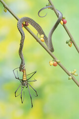 A yellow striped racer snake is preying on a spider. This non-venomous reptile has the scientific name Coelognathus flavolineatus.