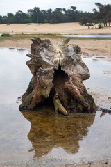 Sanddrift with ugly looking tree stump reflected in temporary pool, Loonse en Drunense Duien NP, Netherlands